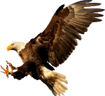 Eagle 9